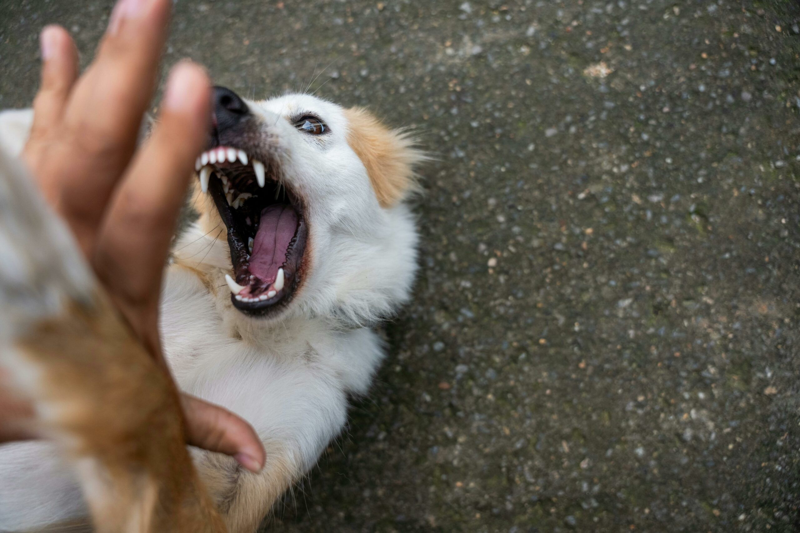 A dog with its mouth open and teeth bared, close to a person's hand